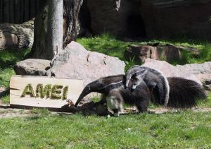 Ameisenbären-Jungtier Amei auf dem Rücken der Mutter Bardana © Zoo Leipzig