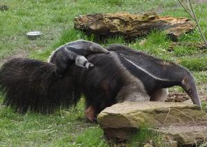 Ameisenbären Jungtier mit Weibchen Bardana auf Erkundungstour © Zoo Leipzig