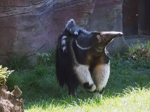 Ameisenbären-Jungtier auf dem Rücken der Mutter © Zoo Leipzig
