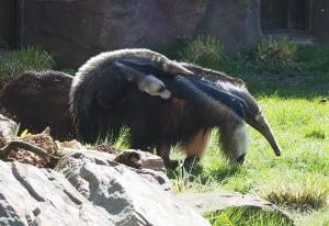 Ameisenbärenweibchen Bardana mit Tochter auf der Außenanlage © Zoo Leipzig