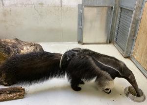 Ameisenbärenweibchen Bardana mit ihrem Jungtier im Innengehege © Zoo Leipzig