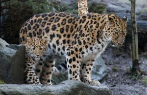 Amurleopardin Mia mit Jungtier Manju © Zoo Leipzig