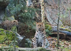 Amurleopardin Mia mit Jungtier Manju im Leopardental © Zoo Leipzig