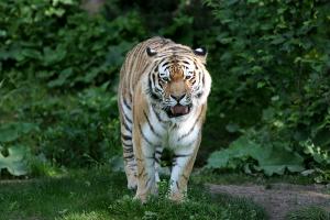 Amurtiger-Kater Tomak auf der Aussenanlage © Zoo Leipzig