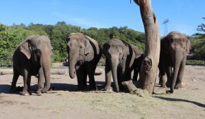 Asiatische Elefanten Kewa - Astra - Pantha - Thuza v.l.n.r. © Tierpark Berlin