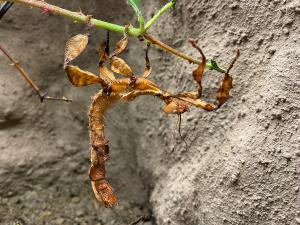 Australische Gespensterschrecke © Zoo Leipzig