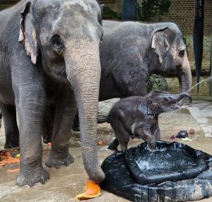 Badespaß im Taufbecken © Zoo Leipzig