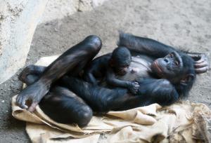 Bonoboweibchen Luiza mit ihrer Tochter © Zoo Leipzig