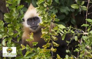 Cat Ba Langur © NeahgaLeonard