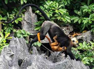 Cat Ba Langur mit Jungtier - Schutzprojekt für bedrohte Art und Lebensraum © Zoo Leipzig