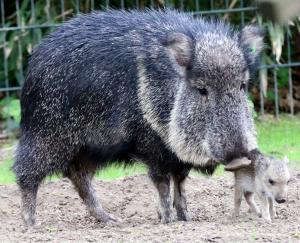 Chaco-Pekari Jungtier mit Mutter © Zoo Leipzig