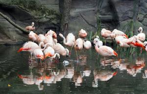 Chileflamingoküken auf Erkundung in der Lagune © Zoo Leipzig