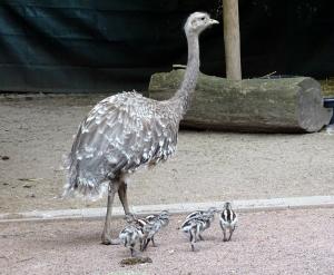 Darwin-Nandu-Küken mit Hahn © Zoo Leipzig