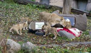Die Löwenjungtiere im Zoo Leipzig haben heute ihre Namen bekommen © Zoo Leipzig