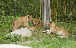 Die drei Löwenjungtiere brauchen einen Namen © Zoo Leipzig