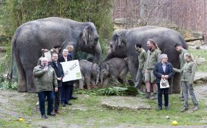Ein kostbarer Juwel in der Herde - Bao Ngoc © Zoo Leipzig