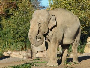 Elefantenkuh Saida auf der Aussenanlage © Zoo Leipzig