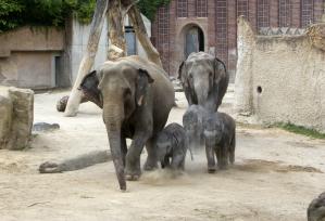 Elefantennachwuchs im Zoo Leipzig  Zoo Leipzig