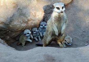 Erdmännchenquartett mit Muttertier © Zoo Leipzig