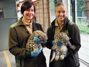 Erste Stippvisite bei den Schneeleparden-Zwillingen,Pflegerinnen Maria Raitzig und Ronja Siegmund © Zoo Leipzig
