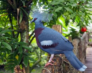 Fächertaube in Gondwanaland © Zoo Leipzig