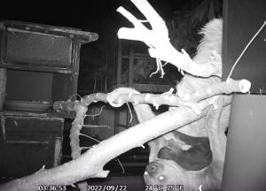 Faultier Elfriede mit Jungtier am Bauch - Nachtaufnahme © Zoo Leipzig