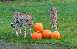 Geparden mit Kürbissen © Zoo Leipzig