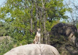 Gepradenweibchen in der Kiwara-Kopje © Zoo Leipzig