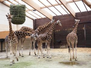 Giraffenbulle Matyas (M) wird von den anderen Giraffen begrüßt © Zoo Leipzig