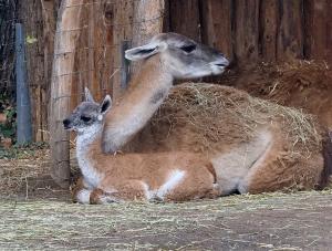 Guanakostute Lolita mit ihrer Tochter Valentina in der Erlebniswelt Südamerika © Zoo Leipzig