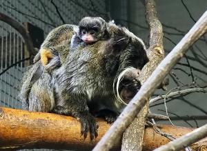 Kaiserschnurrbart-Tamarinzwillinge auf dem Rücken von Vater Teddy © Zoo Leipzig