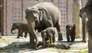 Kewa mit ihrer Tochter auf dem Weg zur Taufe © Zoo Leipzig