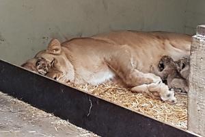Kigali mit Lwennachwuchs  Zoo Leipzig
