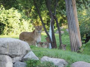 Kigali mit ihrem Löwenquartett auf der Freianlage © Zoo Leipzig