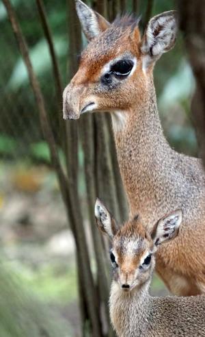 Kirk Dikdik Nachwuchs mit Mutter © Zoo Leipzig