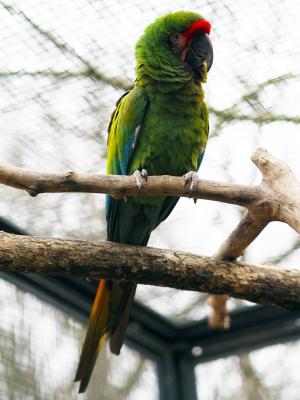 Kleiner Soldatenara © Zoo Leipzig