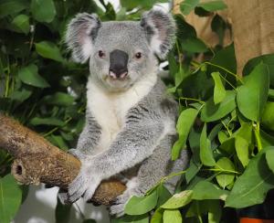 Koala Bouddi © Zoo Leipzig