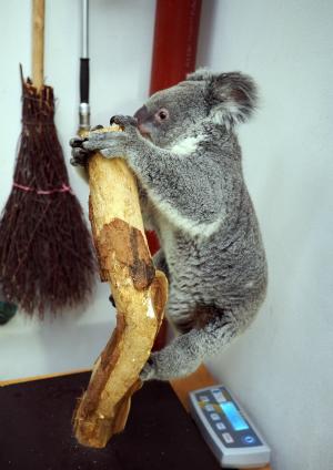 Koala-Nachwuchs Bouddi auf der Waage © Zoo Leipzig