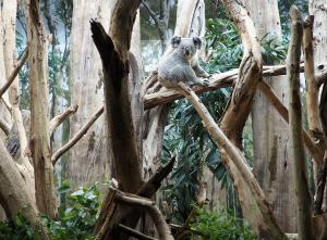 Koalamnnchen Yuma im Schaugehege des Koala-Hauses  Zoo Leipzig