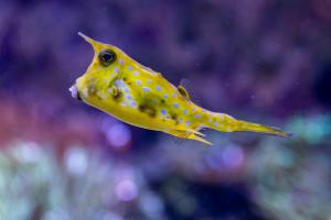 Kuhkofferfisch im Aquarium © Zoo Leipzig