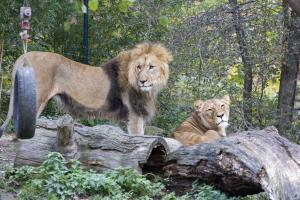 Majo und Kigali sind wieder vereint © Zoo Leipzig