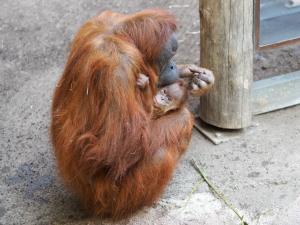 Orang-Utan-Mutter Raja mit Tochter Lursa im Arm © Zoo Leipzig