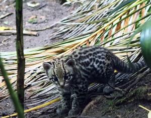 Ozelotjungtier auf der Aussenanlage unterwegs © Zoo Leipzig
