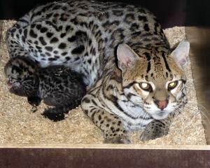 Ozelotkatze mit Jungtier in der Wurfbox © Zoo Leipzig