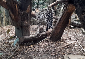 Ozelotmutter Daphne mit ihrem Jungtier © Zoo Leipzig