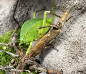 Riesenblattschrecke © Zoo Leipzig