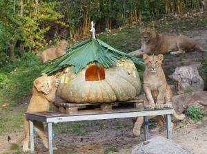 Riesenkürbis für die Löwen © Zoo Leipzig