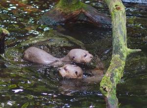 Riesenotter Jungtiere Caruso & Caria © Zoo Leipzig
