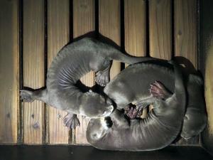 Riesenotternachwuchs in der Wurfbox © Zoo Leipzig