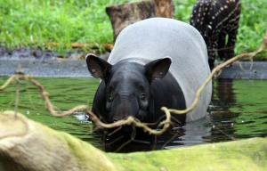 Schabrackentapir Laila badet © Zoo Leipzig